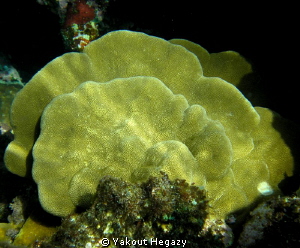Plate fire coral by Yakout Hegazy 